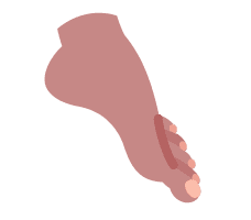 Foot