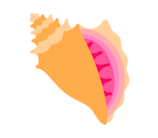 Conch Shell