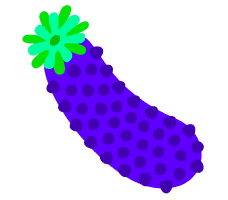 Sea Cucumber